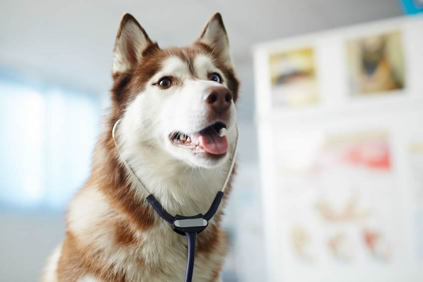 Photo of a dog wearing a stethoscope.